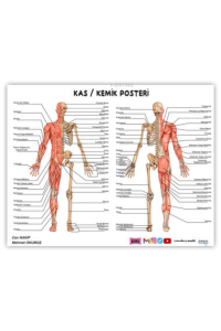 2024 ÖABT Beden Eğitimi Öğretmenliği Kas-Kemik Posteri