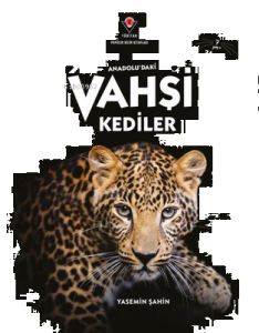 Anadolu'daki Vahşi Kediler