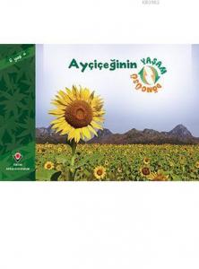 Ayçiçeğinin Yaşam Döngüsü