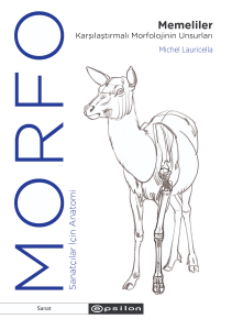 Morfo Memeliler Karşılaştırmalı Morfolojinin Unsurları