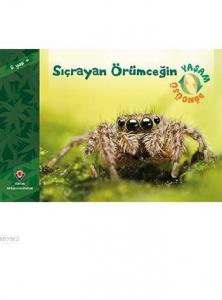 Sıçrayan Örümceğin Yaşam Döngüsü