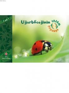 Uğurböceğinin Yaşam Döngüsü