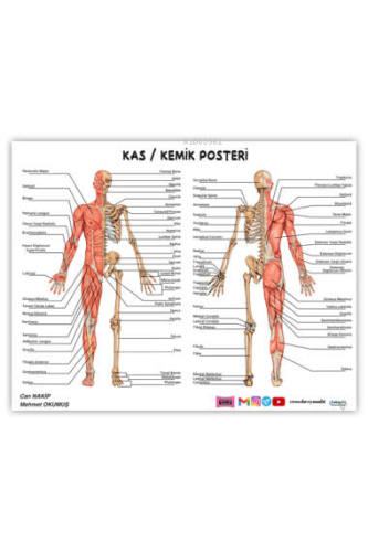 2024 ÖABT Beden Eğitimi Öğretmenliği Kas-Kemik Posteri