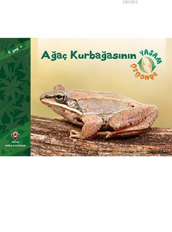 Ağaç Kurbağasının Yaşam Döngüsü