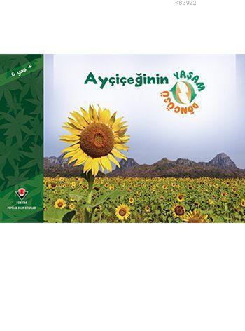 Ayçiçeğinin Yaşam Döngüsü