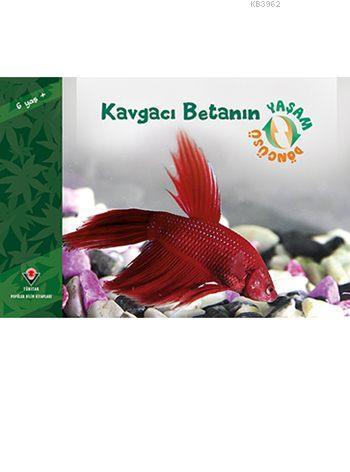 Kavgacı Betanın Yaşam Döngüsü