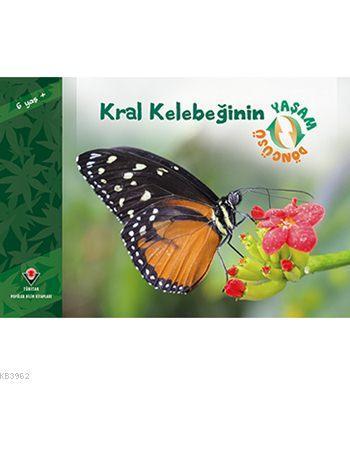 Kral Kelebeğinin Yaşam Döngüsü