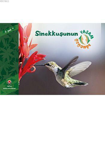 Sinekkuşunun Yaşam Döngüsü