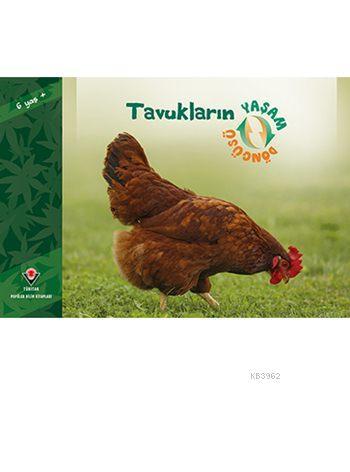 Tavukların Yaşam Döngüsü